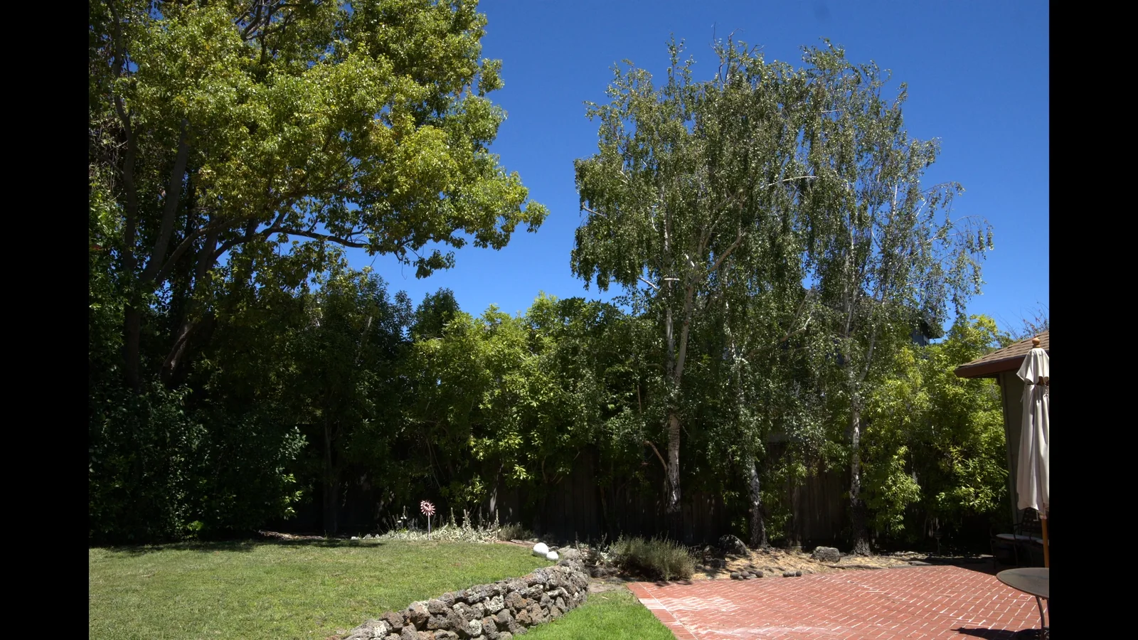 Healthy trimmed birch and shade trees in a Peninsula backyard