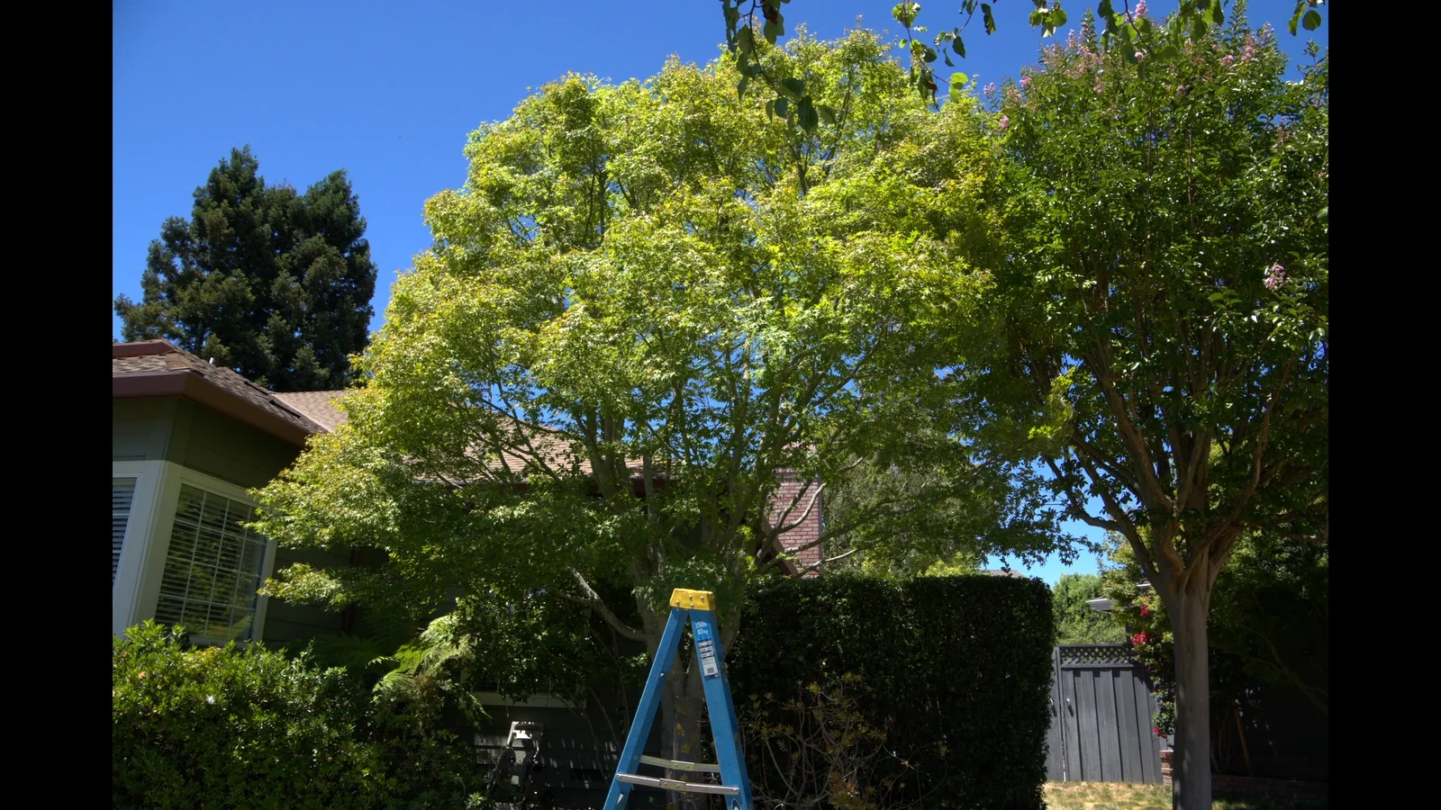 Overgrown residential tree before precision trimming by Zambrano