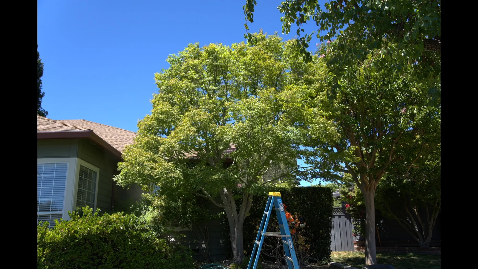 Tree after professional canopy shaping and trimming