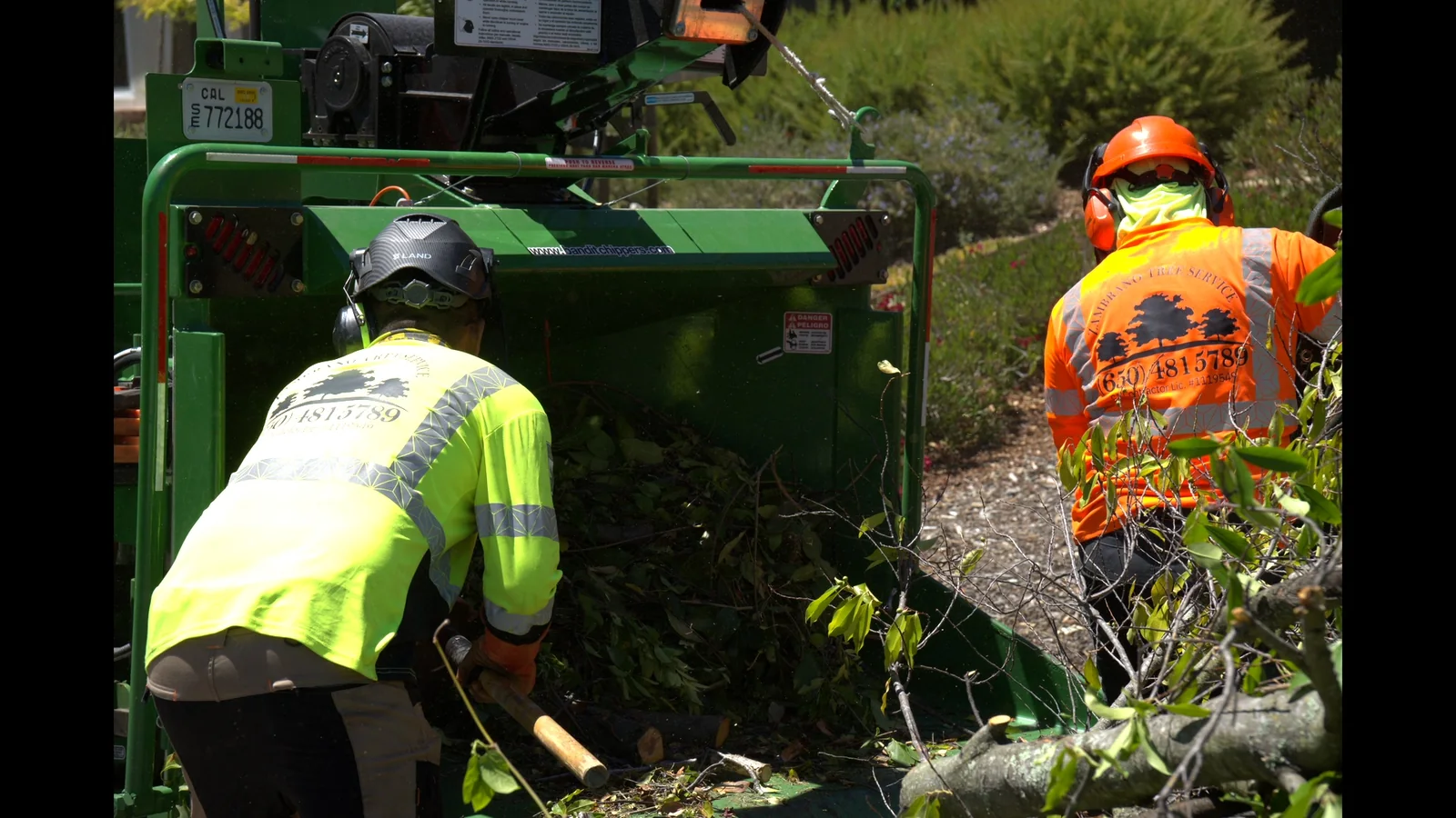 Two Zambrano arborists feeding branches into a commercial wood chipper