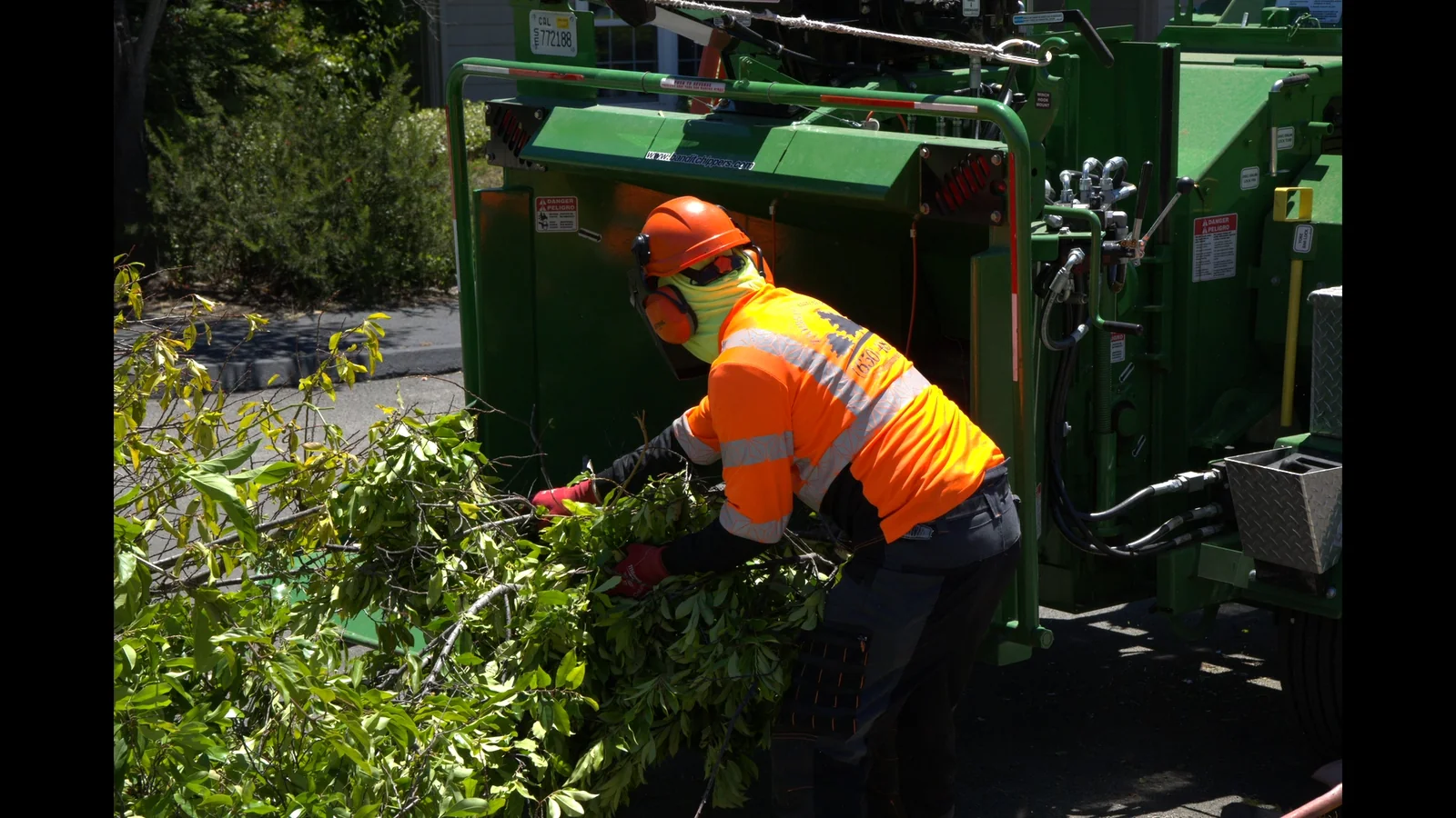 Zambrano arborist feeding fresh cut branches into a chipper
