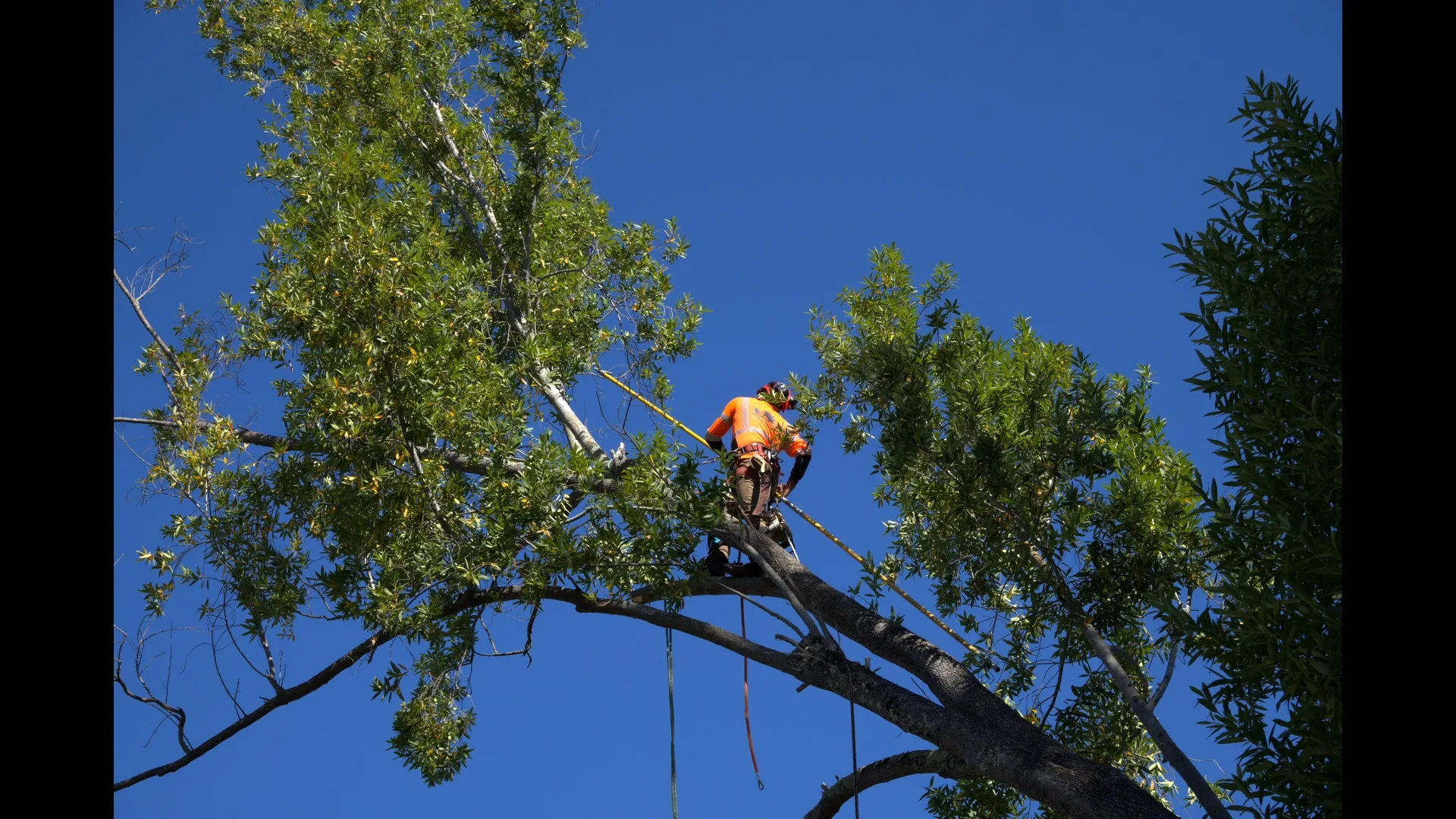 Zambrano climber using a pole saw on upper canopy branches