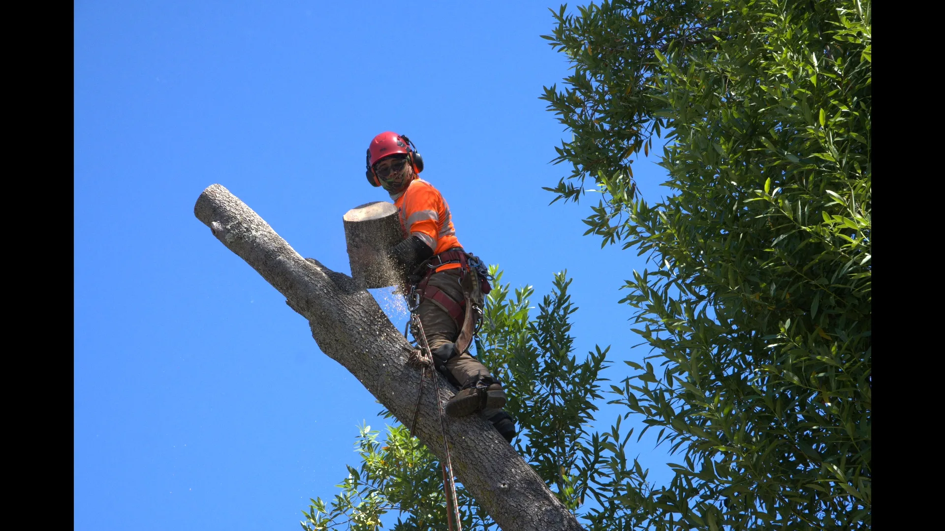 Zambrano arborist making a precision cut near the top of a tree trunk