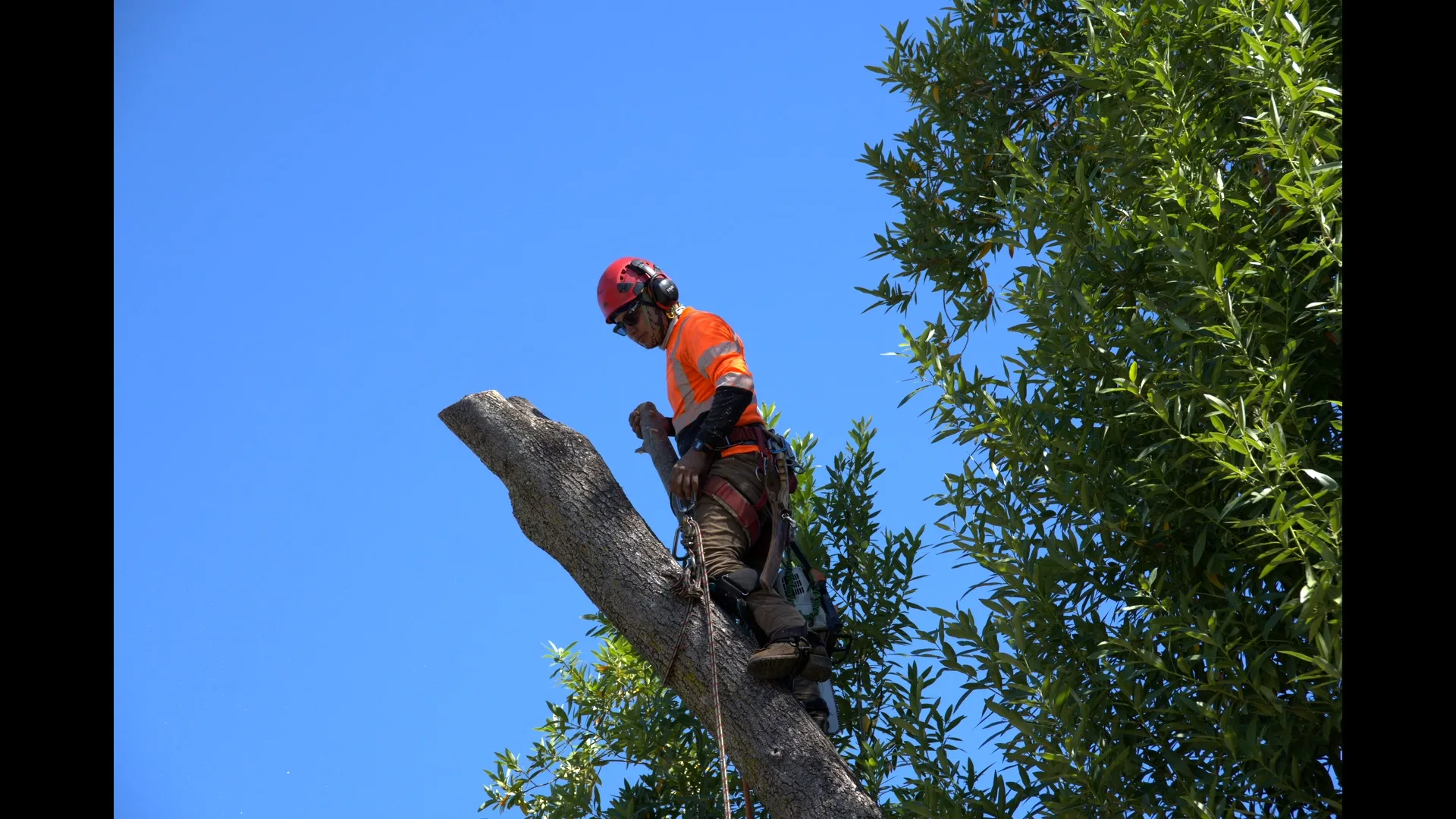 Zambrano climber descending a sectioned trunk during a tree removal