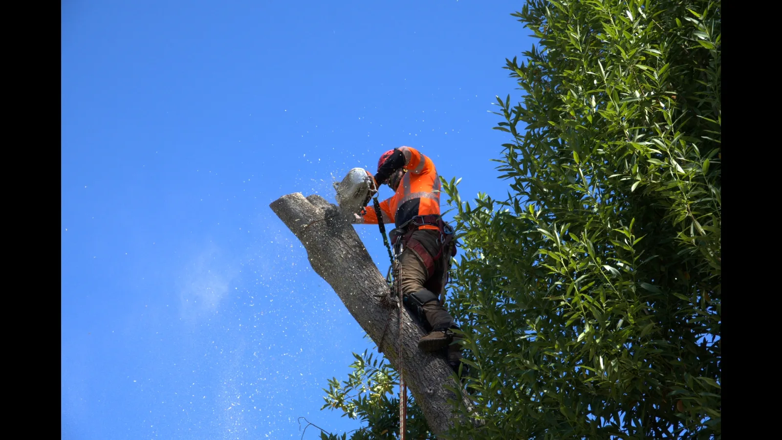 Zambrano climber cutting a large trunk section with sawdust flying