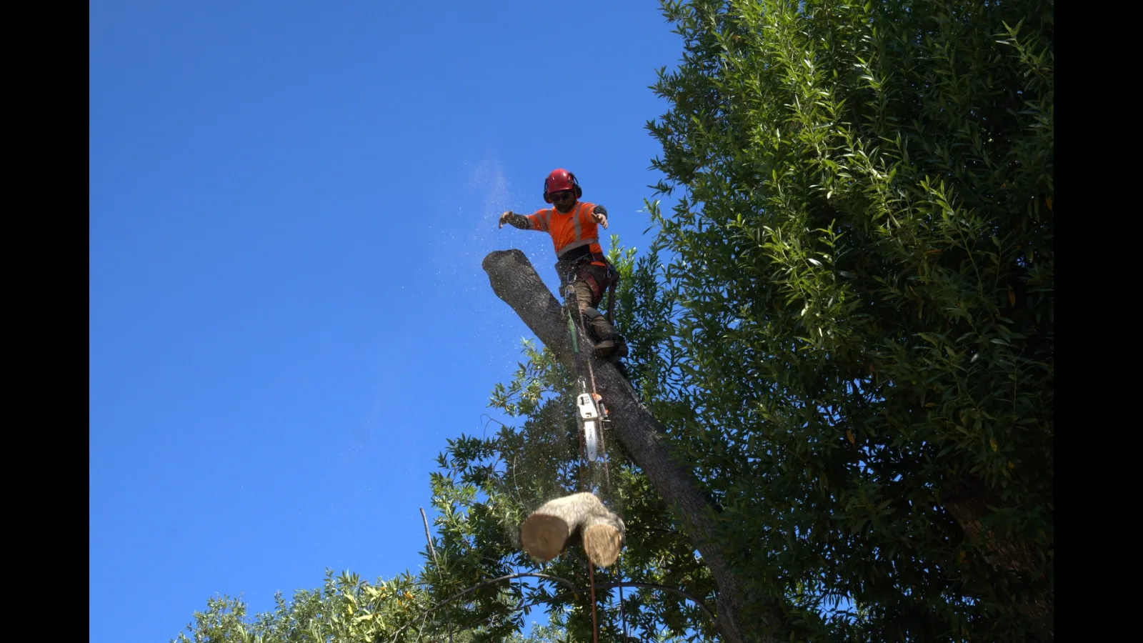 Zambrano arborist dropping a trunk section during a technical removal
