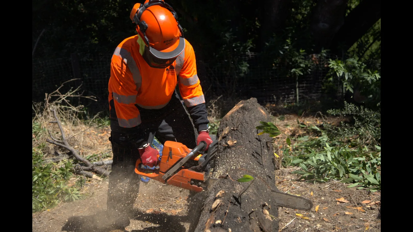 Zambrano ground crew cutting a large trunk section with a chainsaw